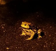 徒手抓癞蛤蟆会中毒吗，狗咬癞蛤蟆会不会中毒