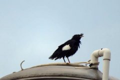 八哥是乌鸦的一种吗，八哥在家做窝风水上好不好？