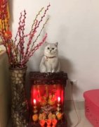 招财猫和财神可以放在一起吗，招财猫和招福猫有什么区别