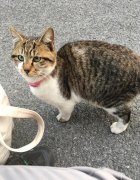 为什么猫听到叫它咪咪会有反应，因为咪咪像猫的叫声喵喵吗？