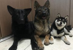 风水狗长什么样？四蹄踏雪的狗招财真的假的