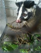 果子狸携带非典病毒吗，果子狸为什么那么臭还吃自己的崽子