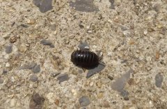 西瓜虫会咬人吗，家里的西瓜虫怎么消灭掉？