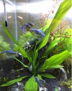 蓝曼龙和黄曼龙哪个好谁更凶一些，蓝曼龙互相咬是什么原因