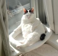 招财猫是什么品种的猫，招财猫摇手好还是不摇手好？