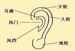 耳朵薄的男人命不好吗，中国富豪有小耳朵吗？